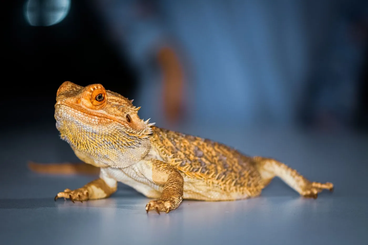 Bearded Dragon