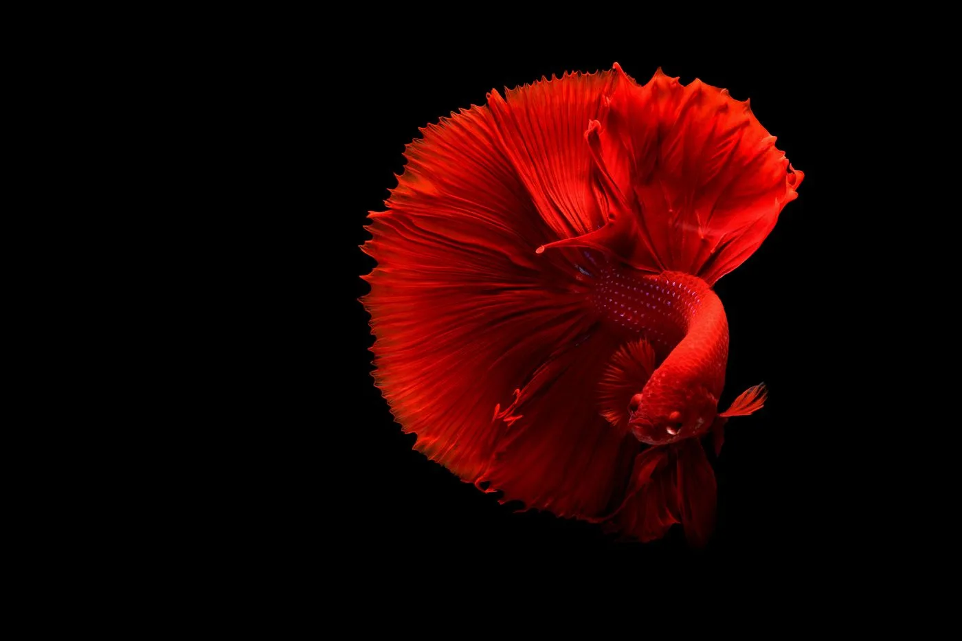 Betta (Siamese Fighting Fish)