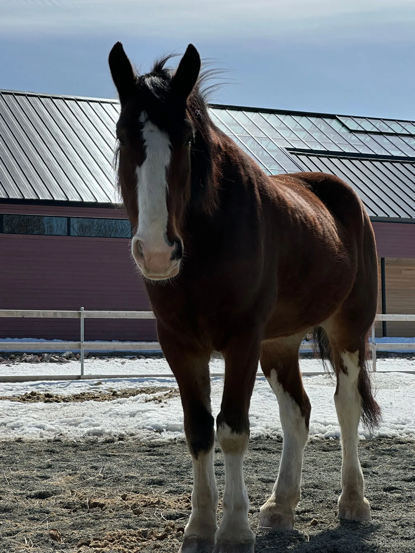 Clydesdale