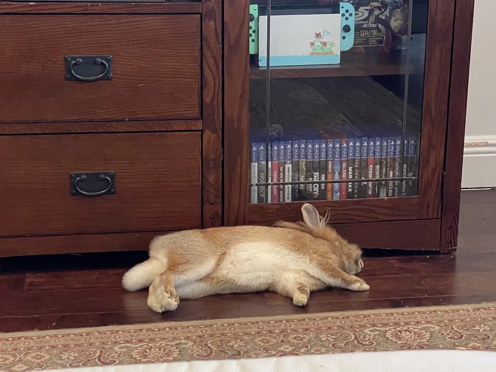 How to Bond with Your Rabbit: Trust, Handling and Play