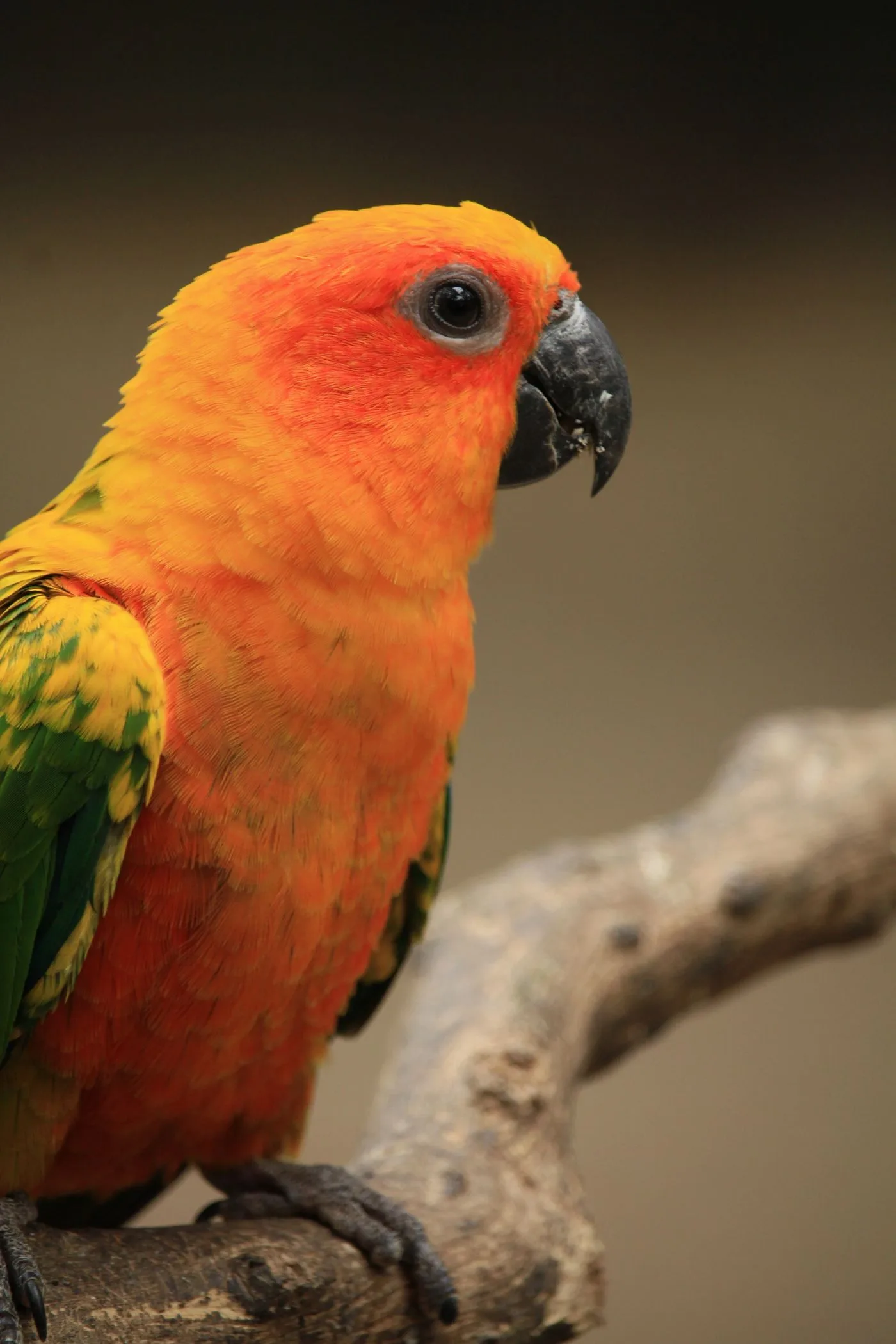 Conure