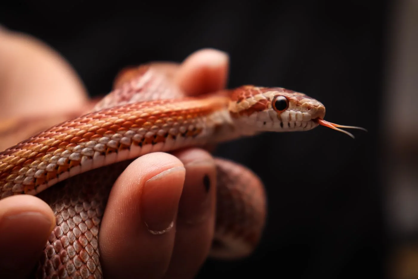 Corn Snake