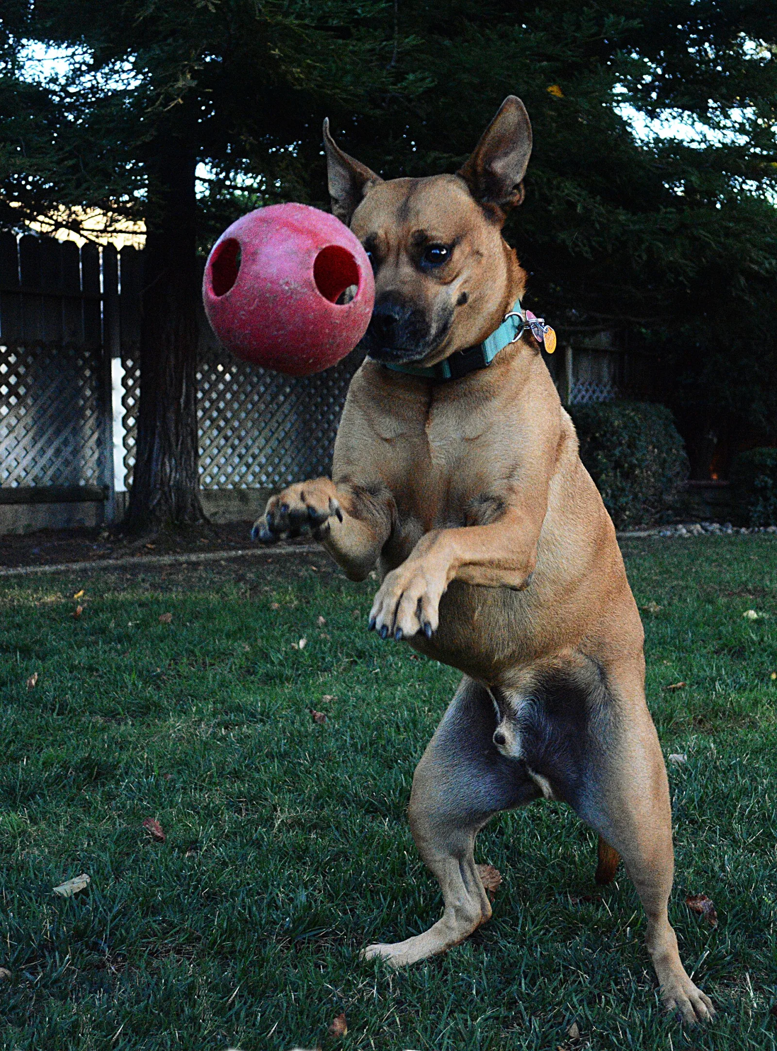 Dog watching a ball during playtime