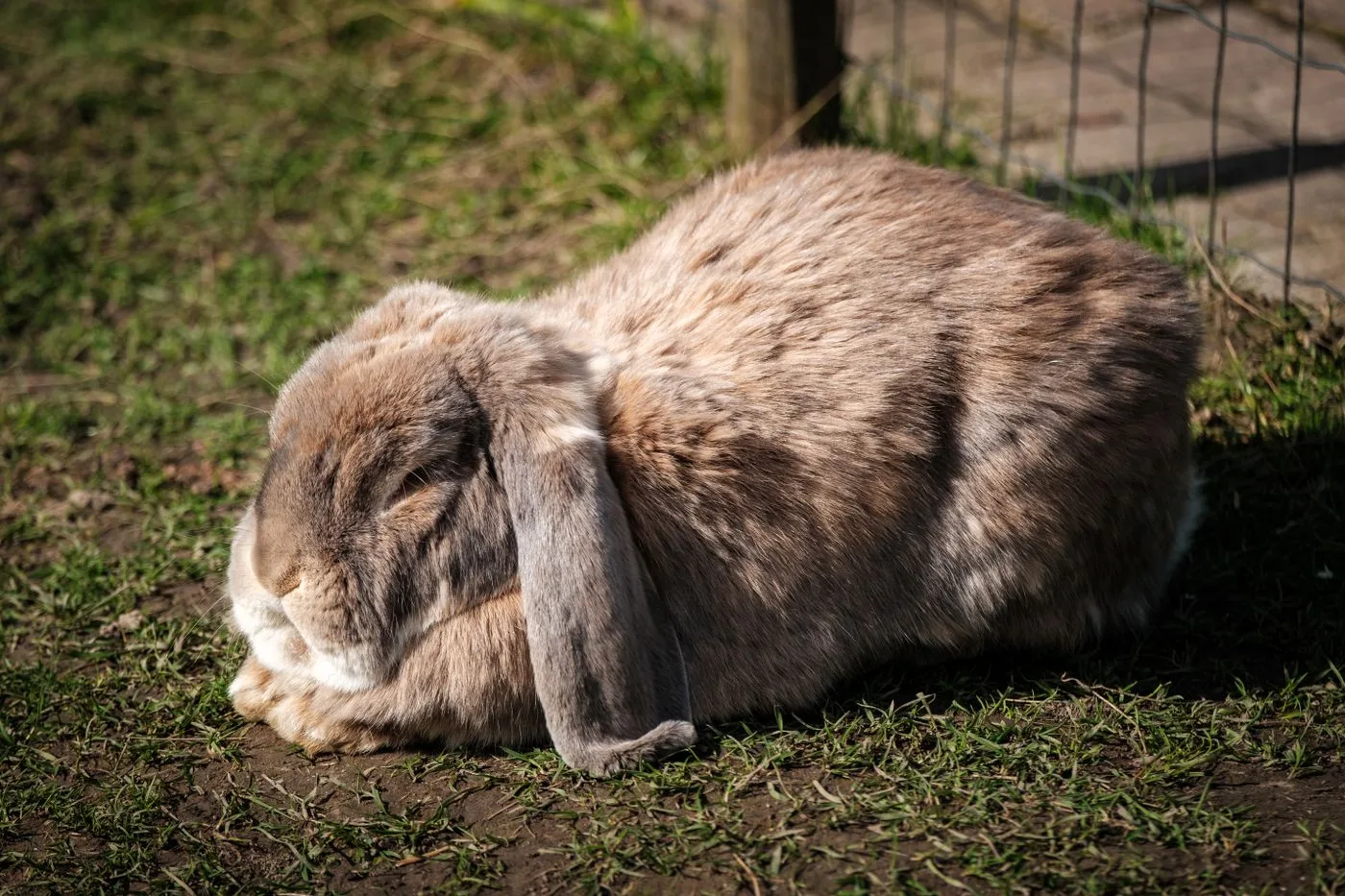 Flemish Giant
