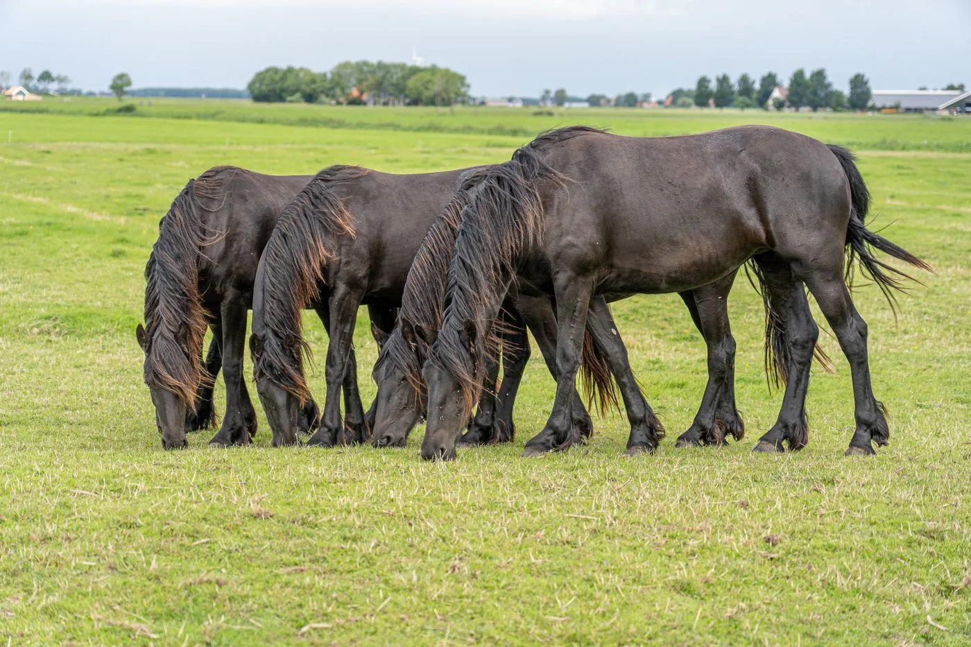 Friesian