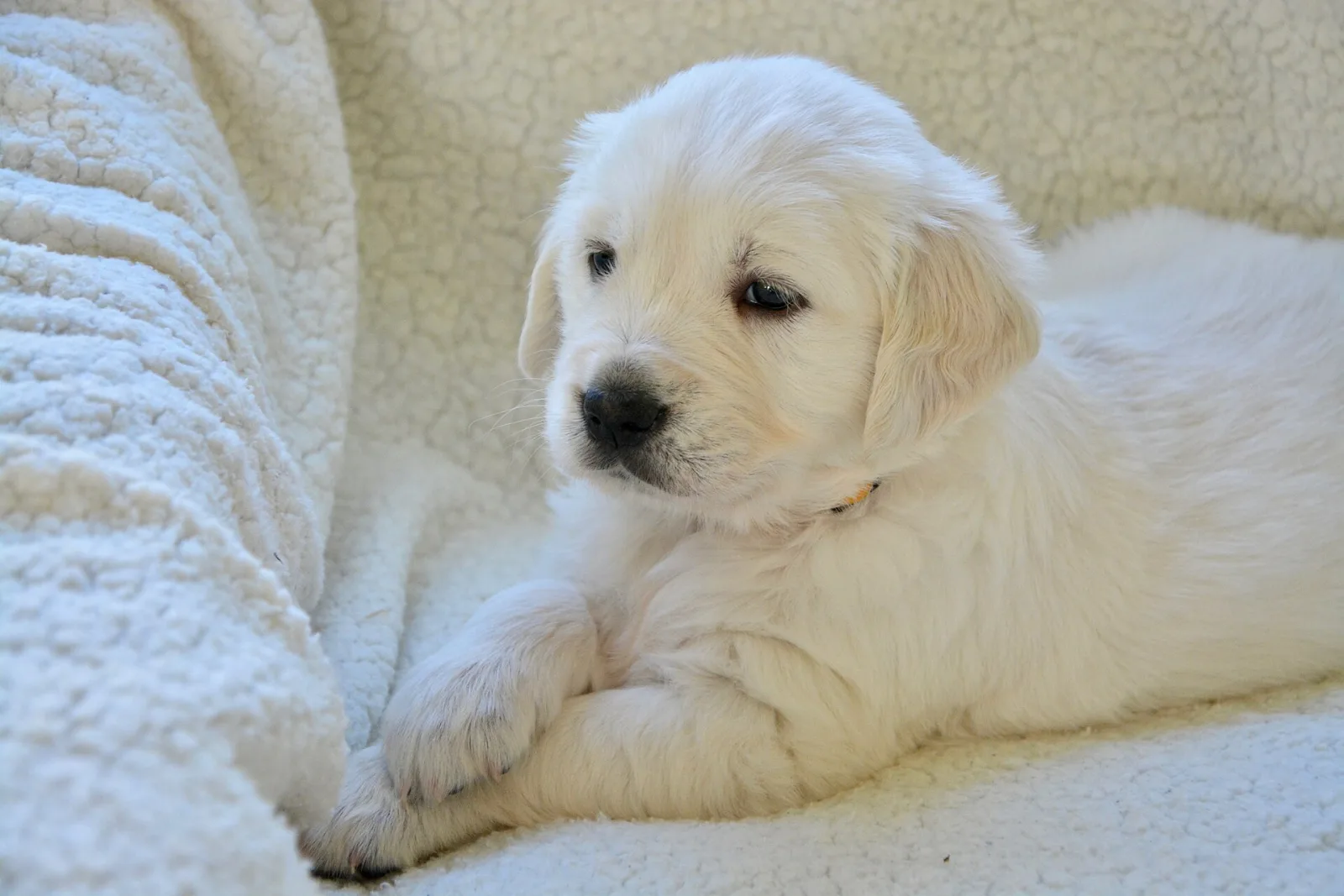 Puppy Training Basics: Your First Week, Day by Day