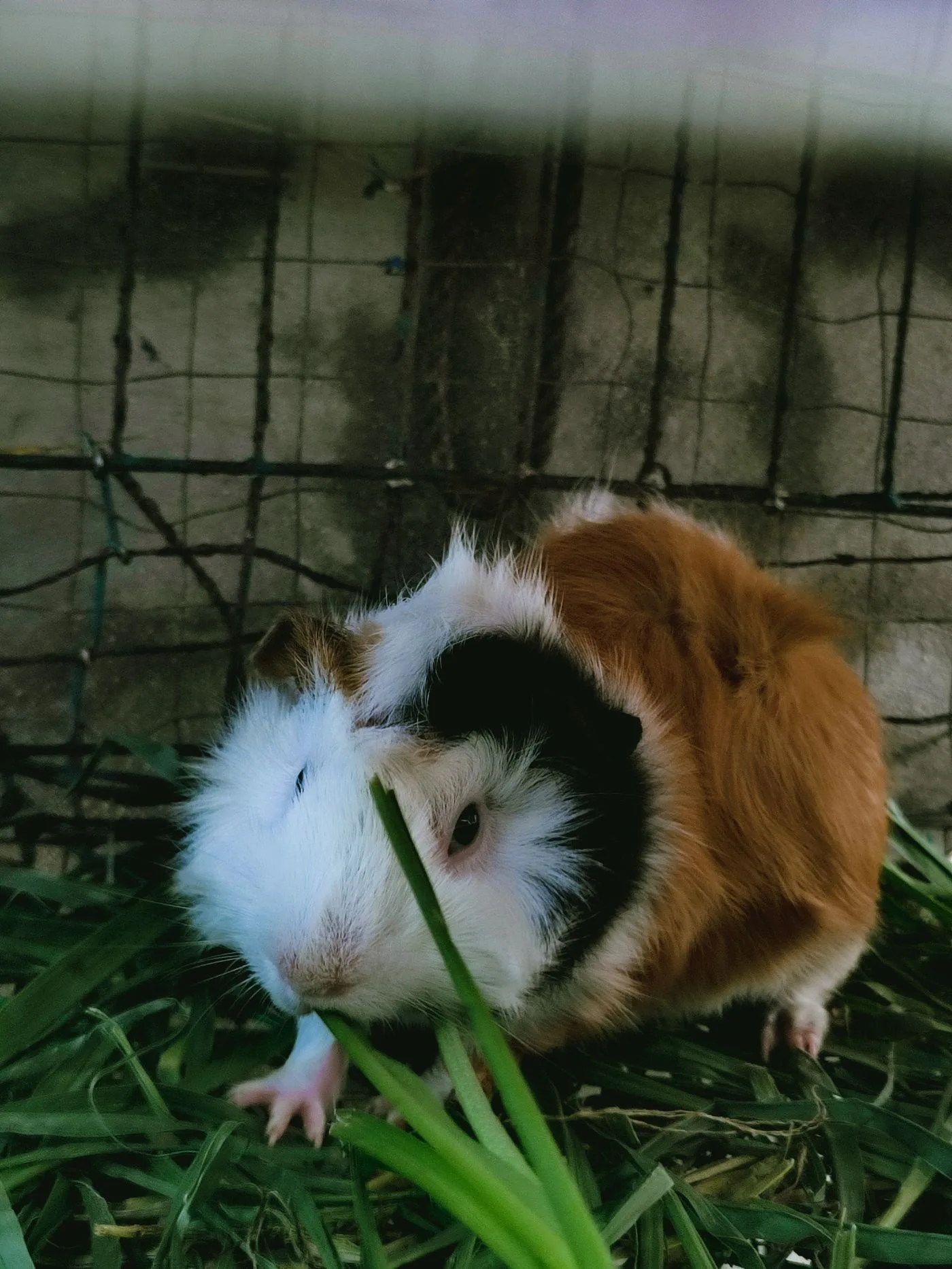 Guinea Pig