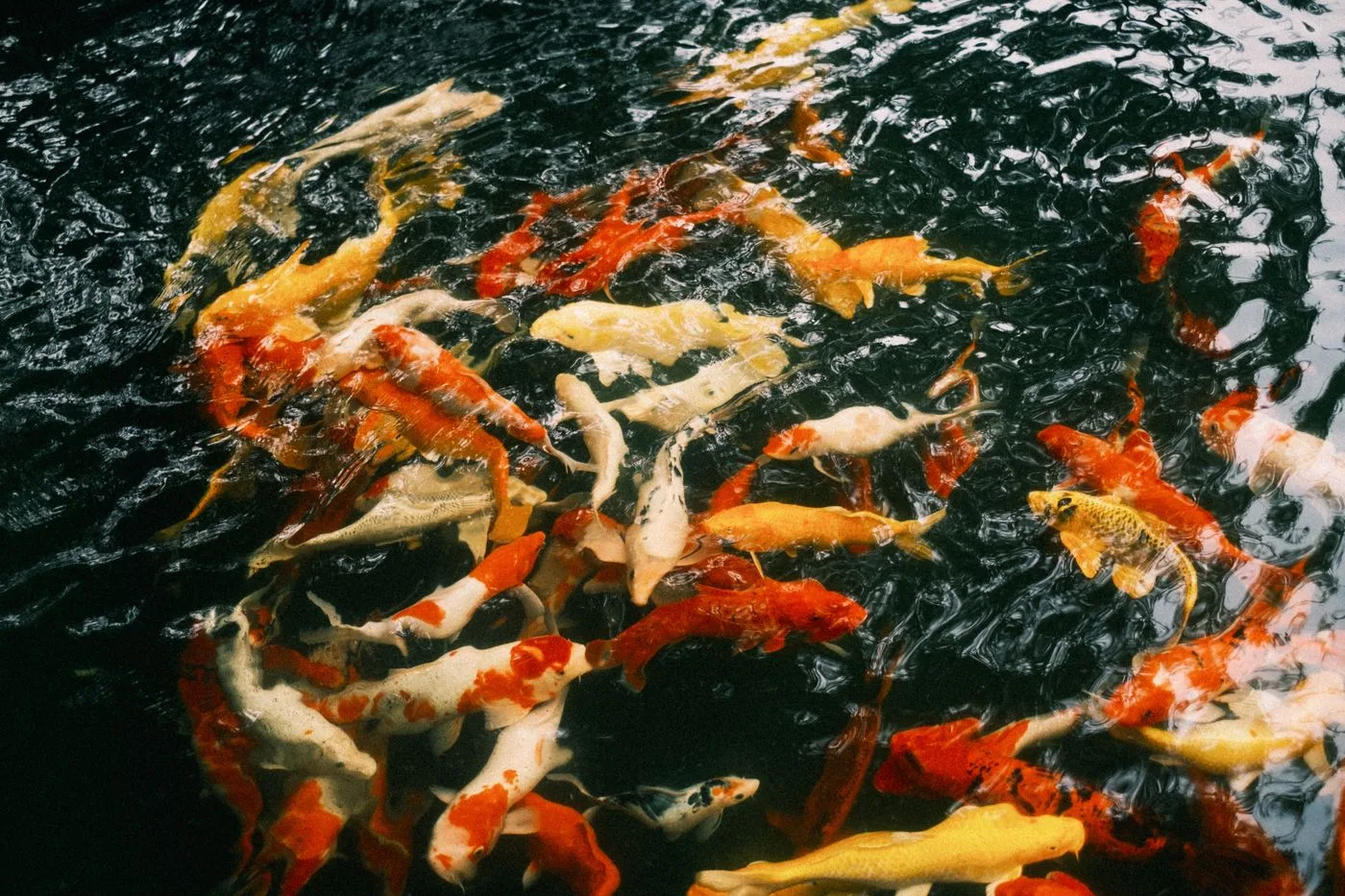 Koi