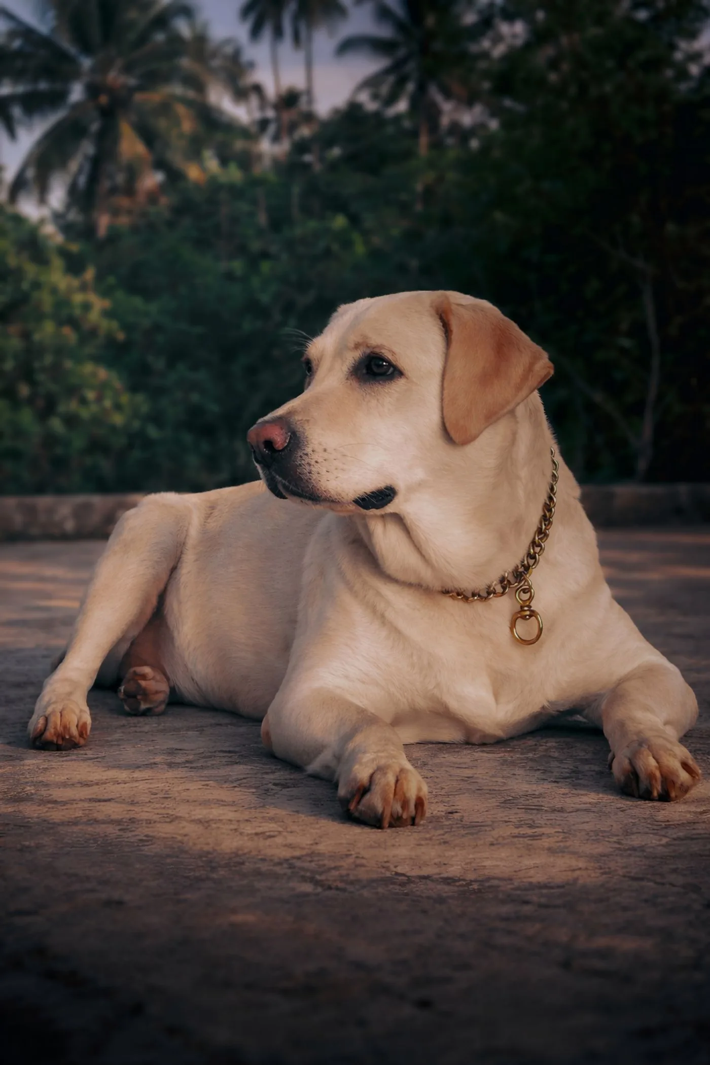 Labrador Retriever breed