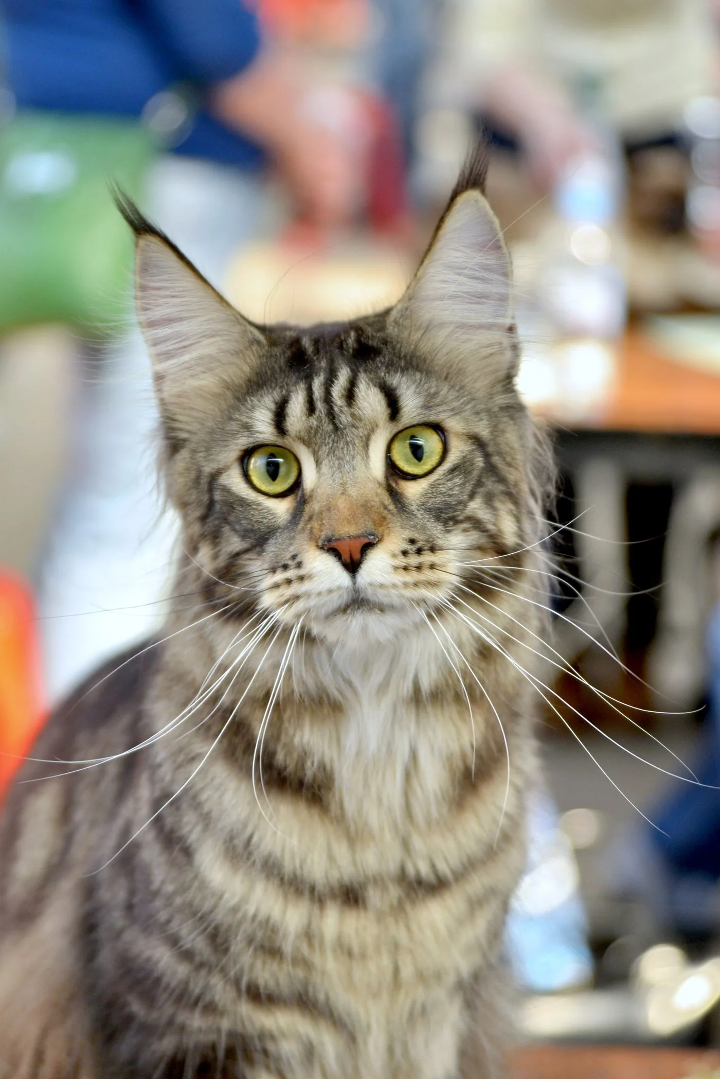 Maine Coon breed