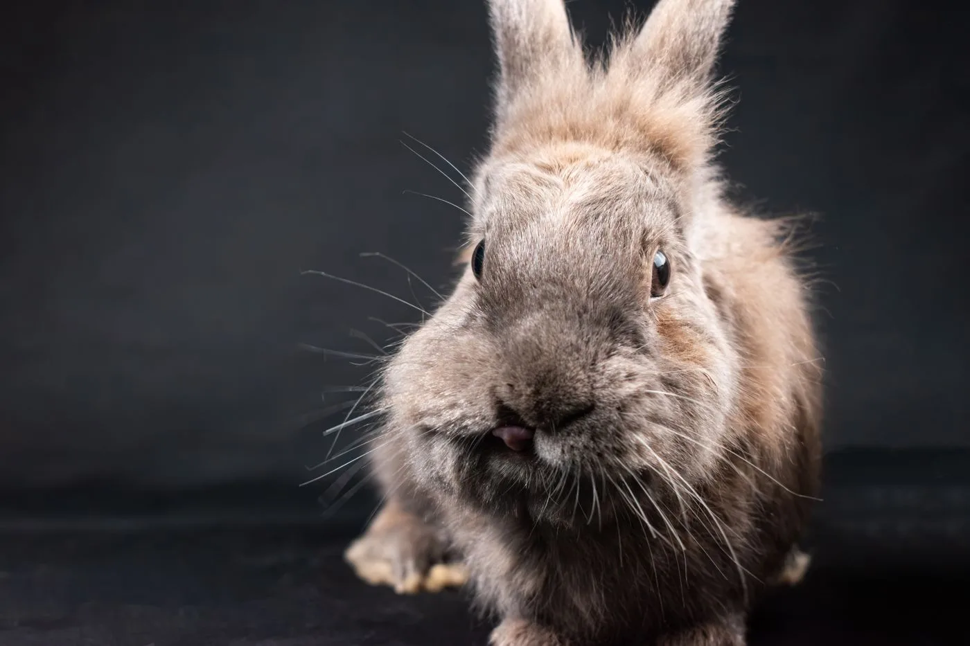 Netherland Dwarf