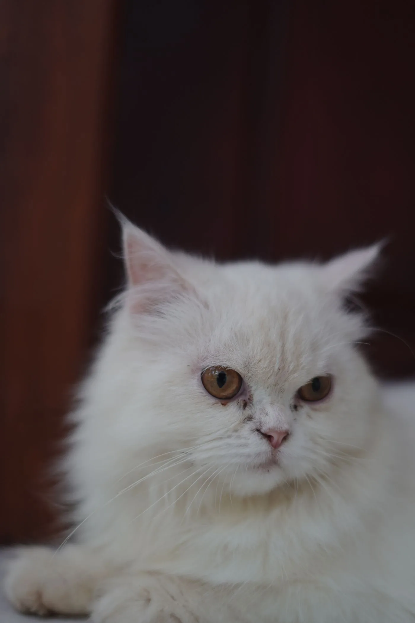 Persian breed