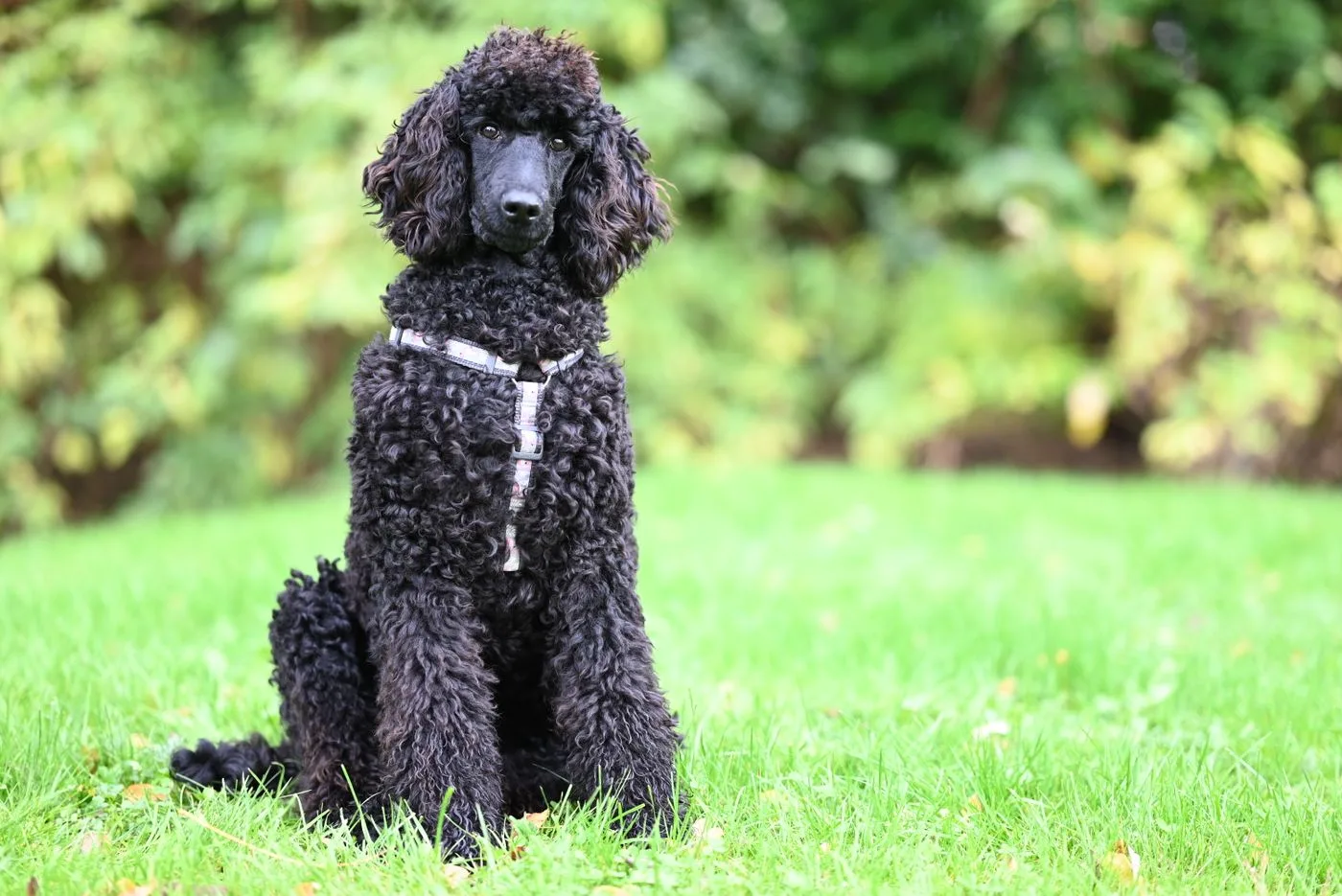 Small fluffy dog
