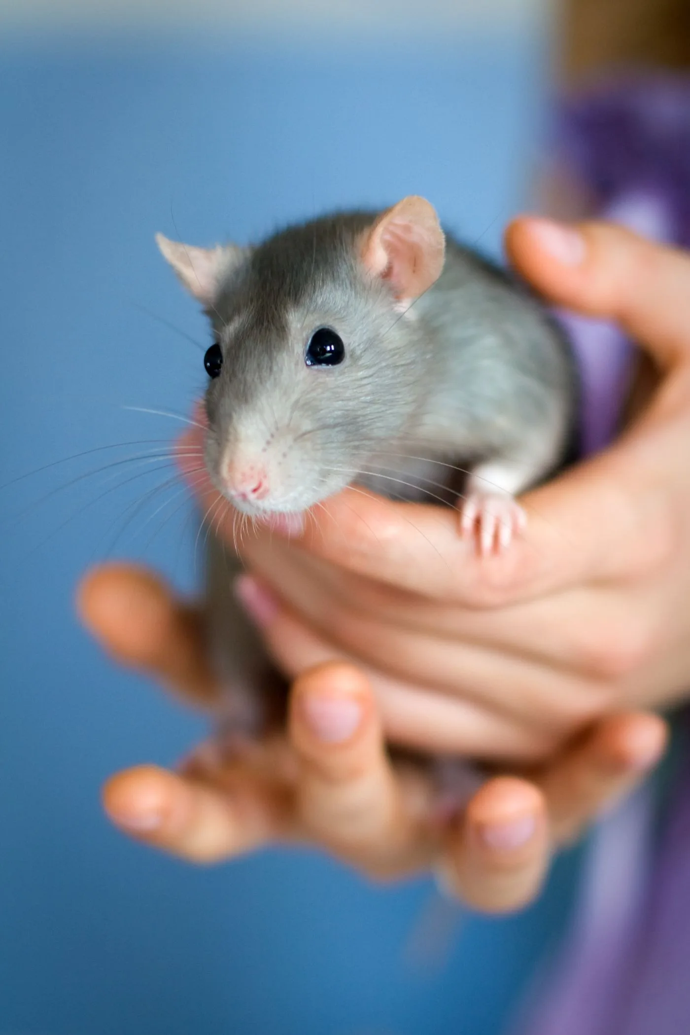 Rats