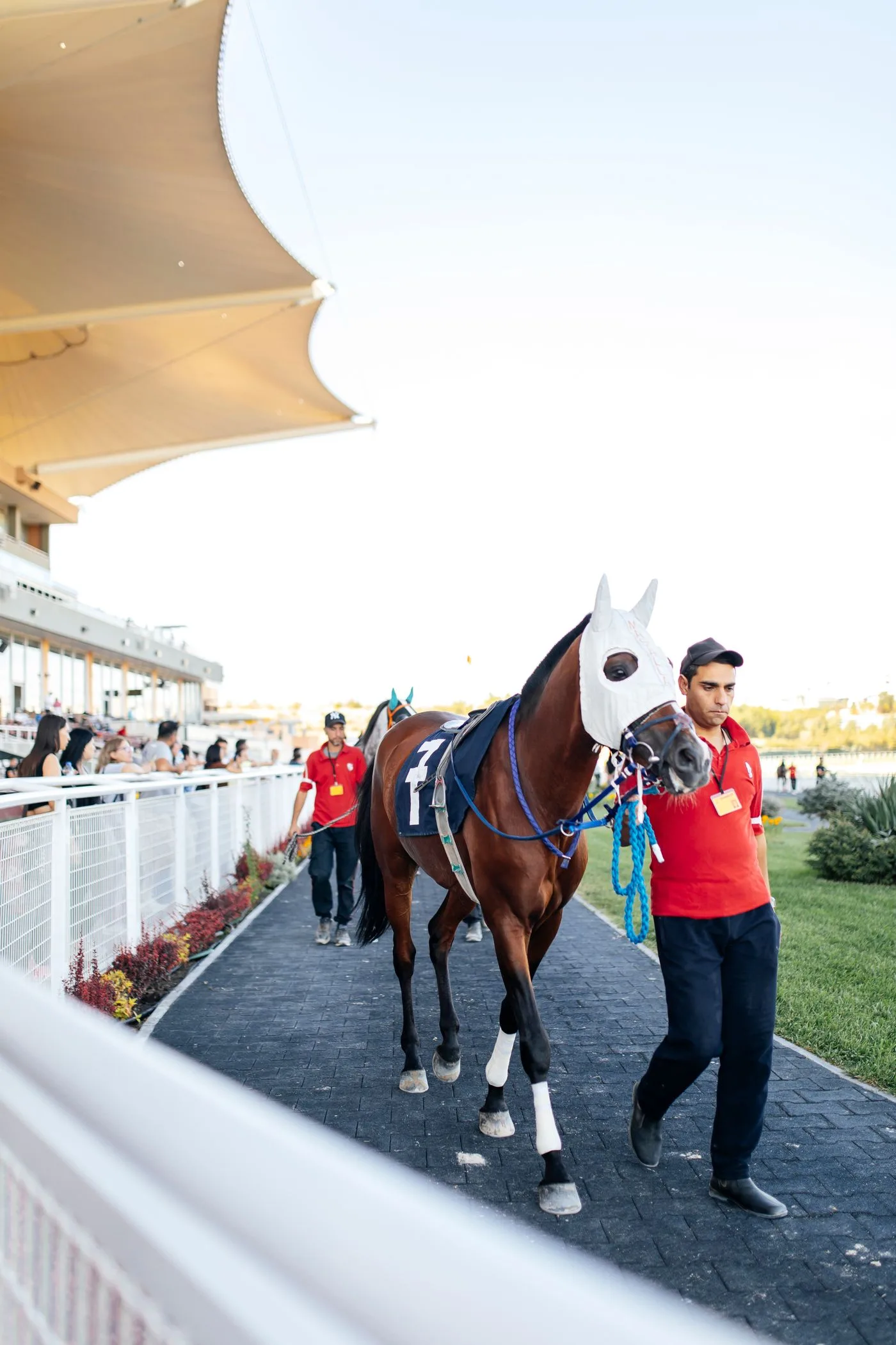 Thoroughbred
