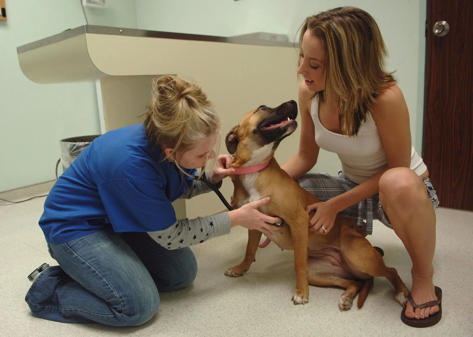 How to Check Your Pet for Health Issues at Home: A Nose-to-Tail Guide